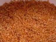 vlokkreeftjes (gammarus) 10 liter 