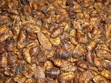 Zijderupsen 10 liter 